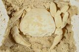 Fossil Crab (Potamon) Preserved in Travertine - Turkey #379404-3